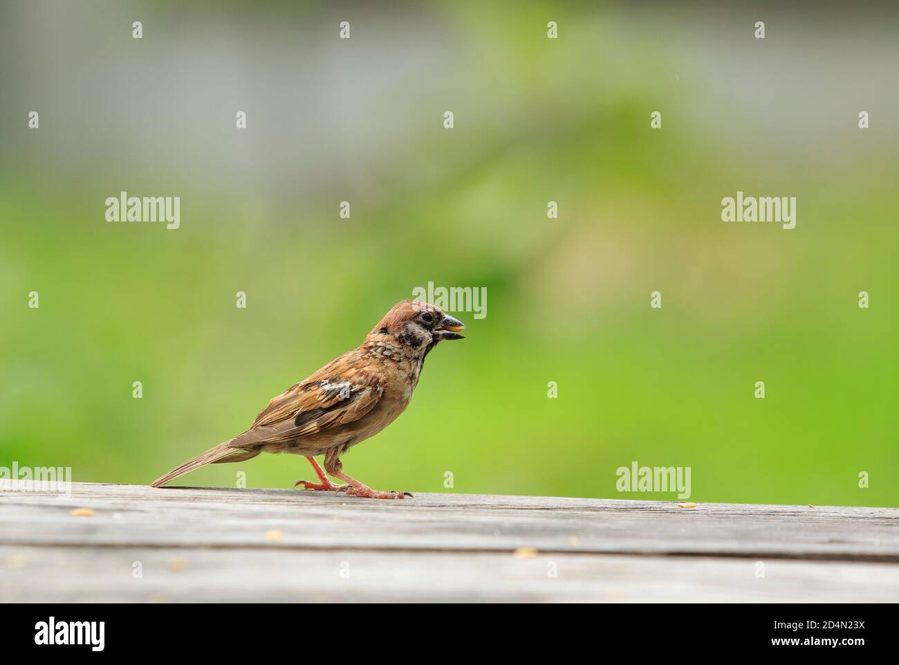 Sperling Vogel essen Reisig Samen in Bill Stockfoto