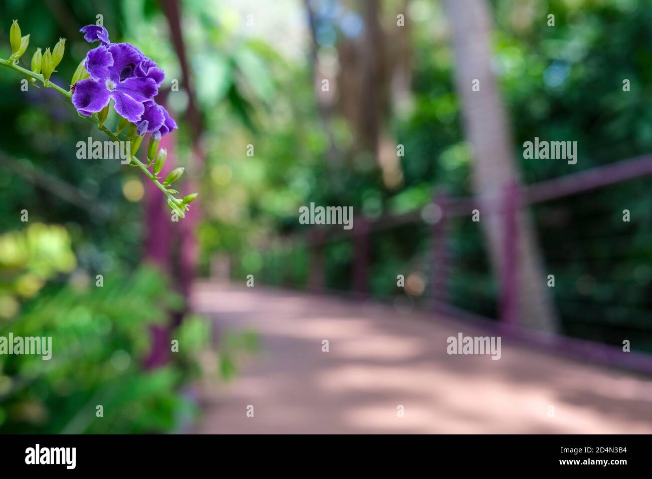 Boardwalk in den George Brown Darwin Botanic Gardens in Darwin City im Northern Territory von Australien. Stockfoto