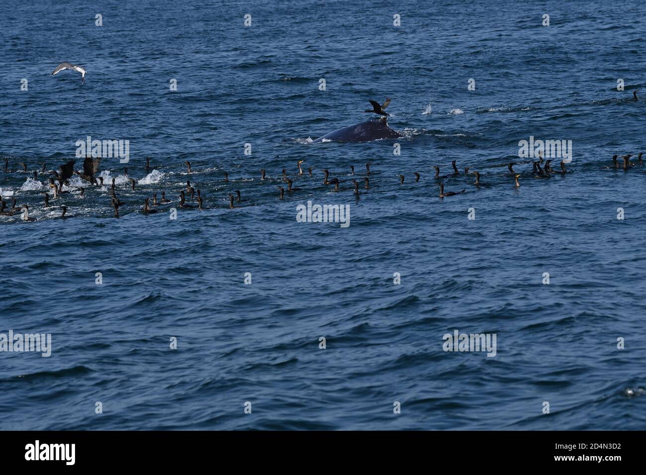 Buckelwal und Kormorane mit doppelter Haubendunse Stockfoto