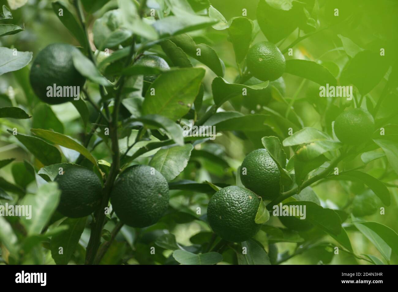 Nahaufnahme von grünen Früchten der Mandarine auf Ästen Stockfoto