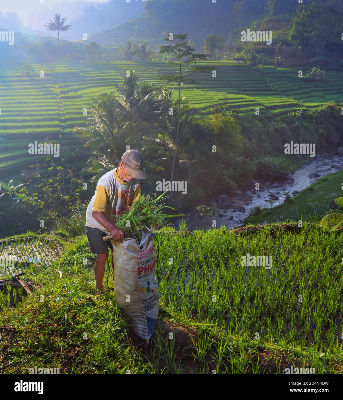 Der Mensch pflückt Gras auf einem terrassenförmig angelegten Reisfeld Stockfoto
