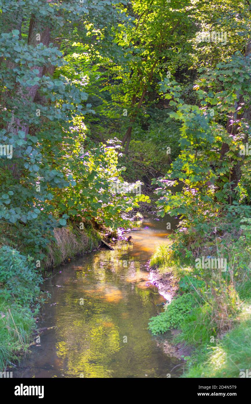 Bach im Wald zwischen den Bäumen. Sonnenlicht auf Wasser und Blättern. Selektiver Fokus, geringe Schärfentiefe. Stockfoto
