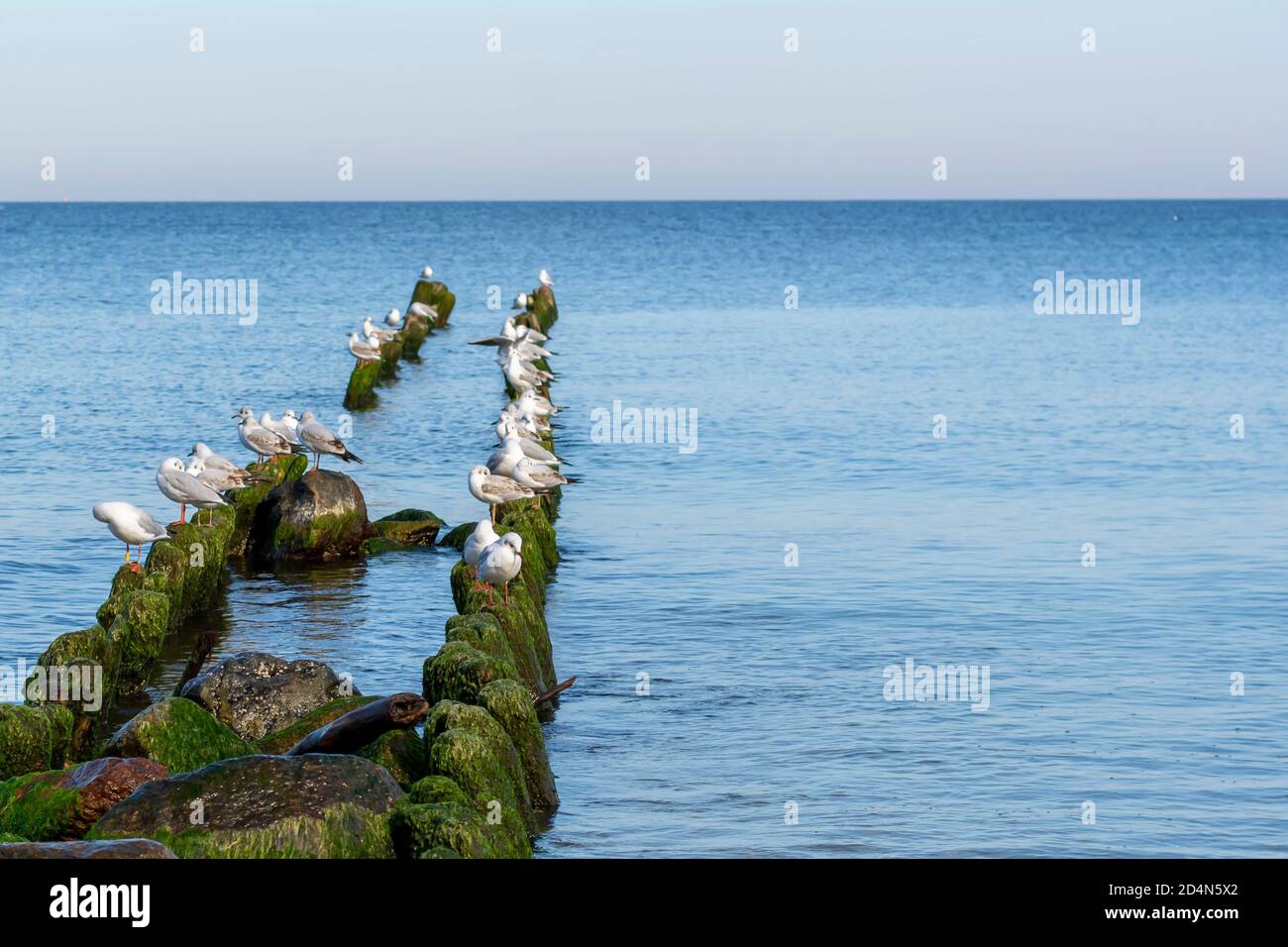 Viele Heringsmöwen (Larus argentatus) sitzen auf alten hölzernen Wellenbrechern im Meer. Stockfoto
