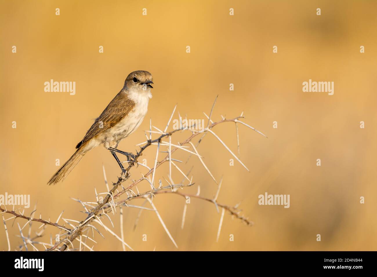 Chat flycatcher, Bradornis infuscatus, Etosha National Park, Namibia Stockfoto