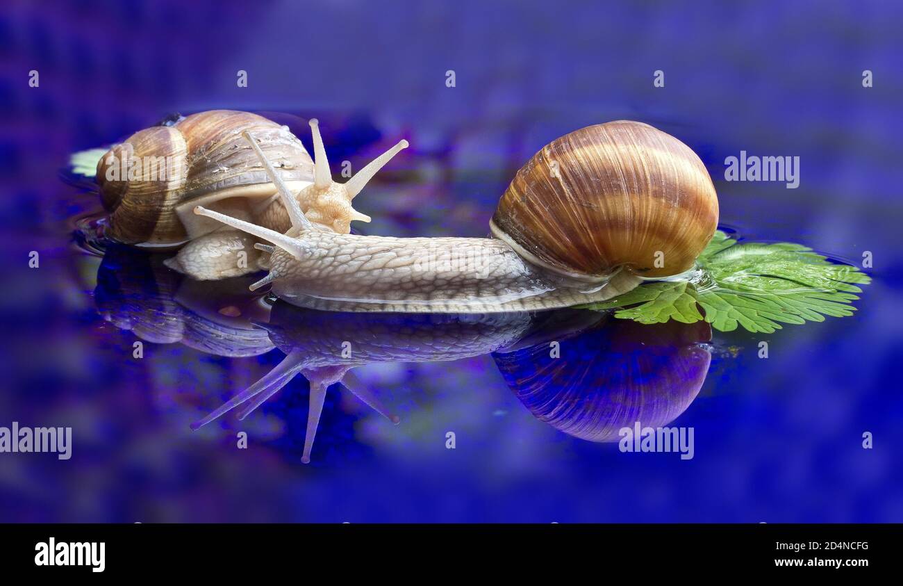 Nahaufnahme von zwei Schnecken isoliert auf einem glänzenden Blau Oberfläche Stockfoto