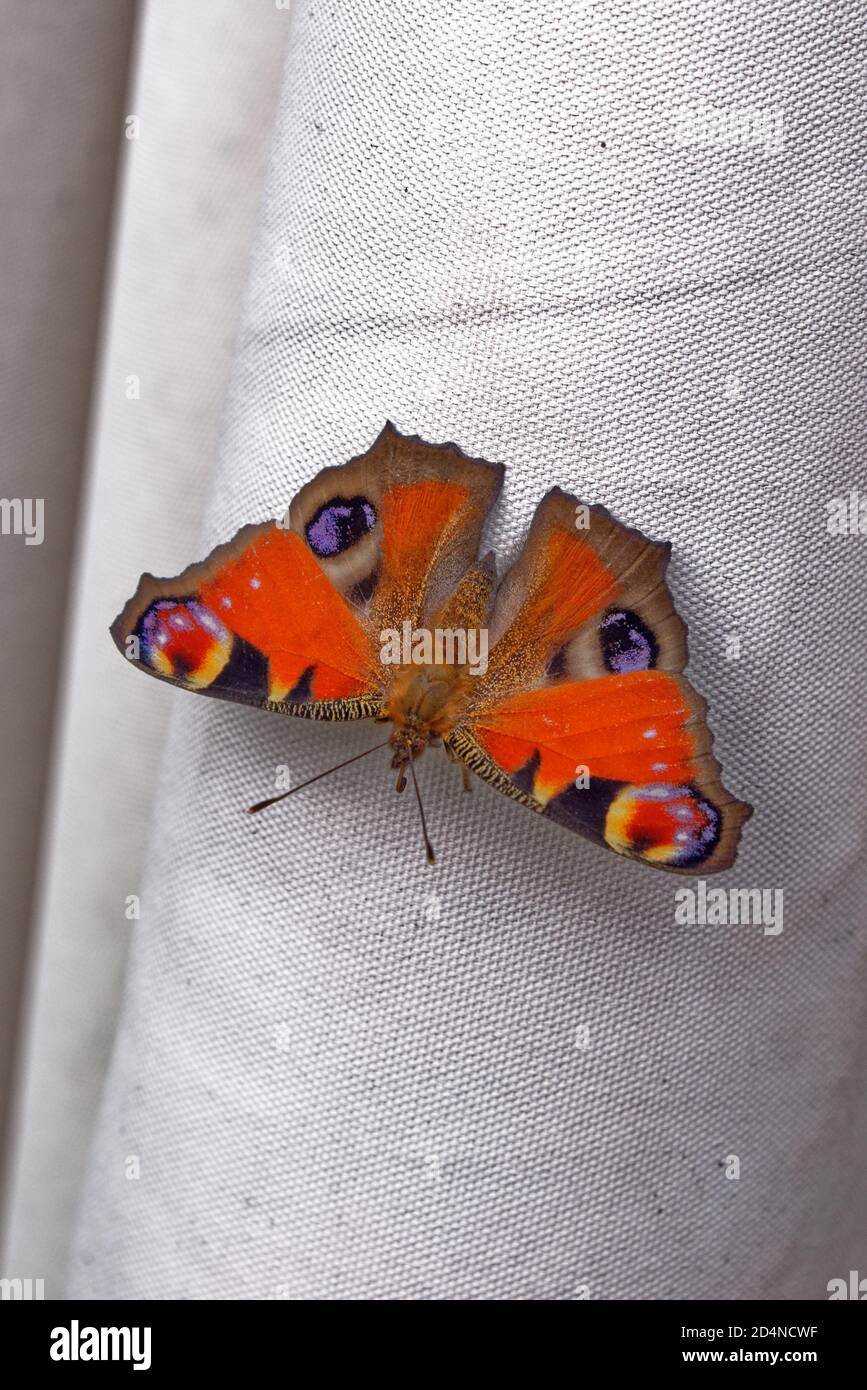 Tagpfauenauge, Aglais Io, Europäische Tagpfauenauge Stockfoto