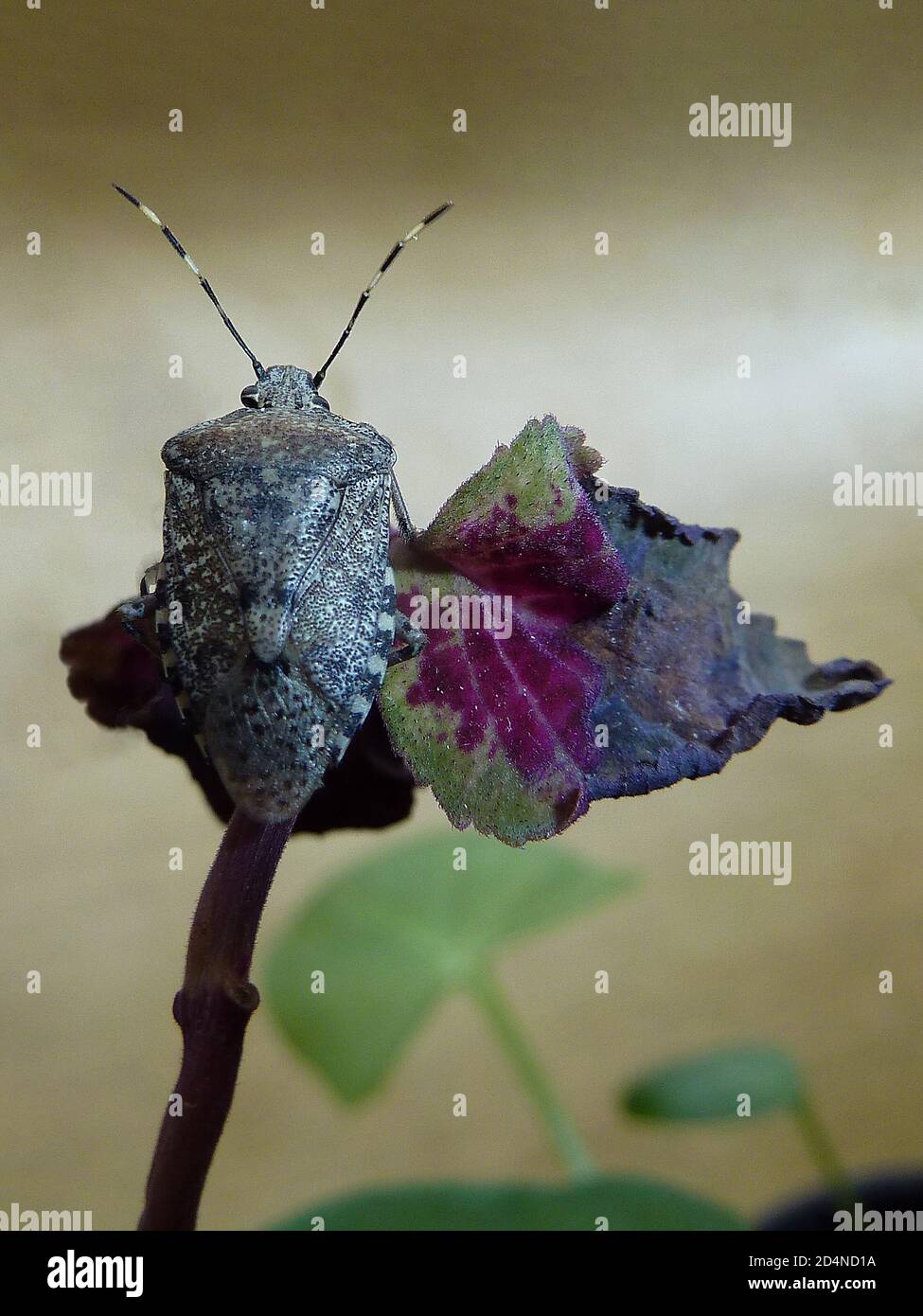 Vertikale Aufnahme eines gefleckten Schildbugs oder Rhaphigaster nebulosa platziert Auf dem Blatt Stockfoto