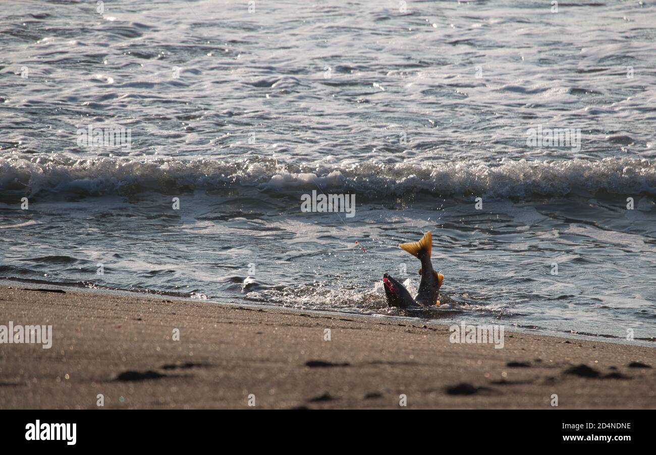 Ein frisch gefangener Lachs wrietet am Strand Stockfoto