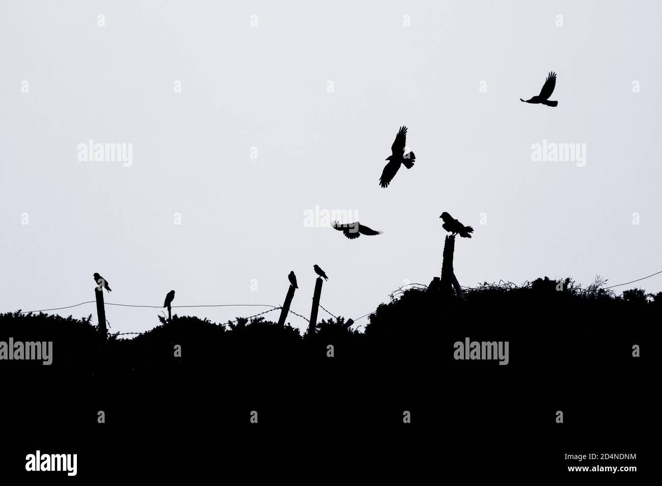 Silhouette von Rooks Gathering Stockfoto