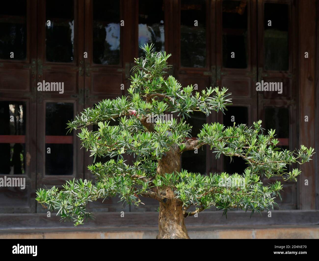 Vietnam, Thua Thien Hue Provinz, Hue Stadt, Weltkulturerbe der UNESCO, Bonsai in der Verbotenen Stadt oder Purple City im Herzen von Imperial Stockfoto