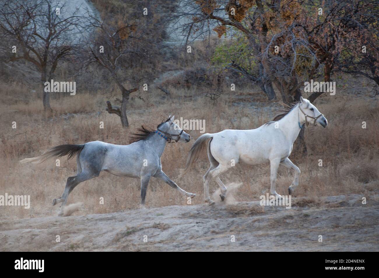 Kappadokien, Türkei. 8. November 2017 Pferde von der Lucky Horse Ranch laufen wild im Gorkundere Tal bei Goreme, Kappadokien, Türkei. Stockfoto