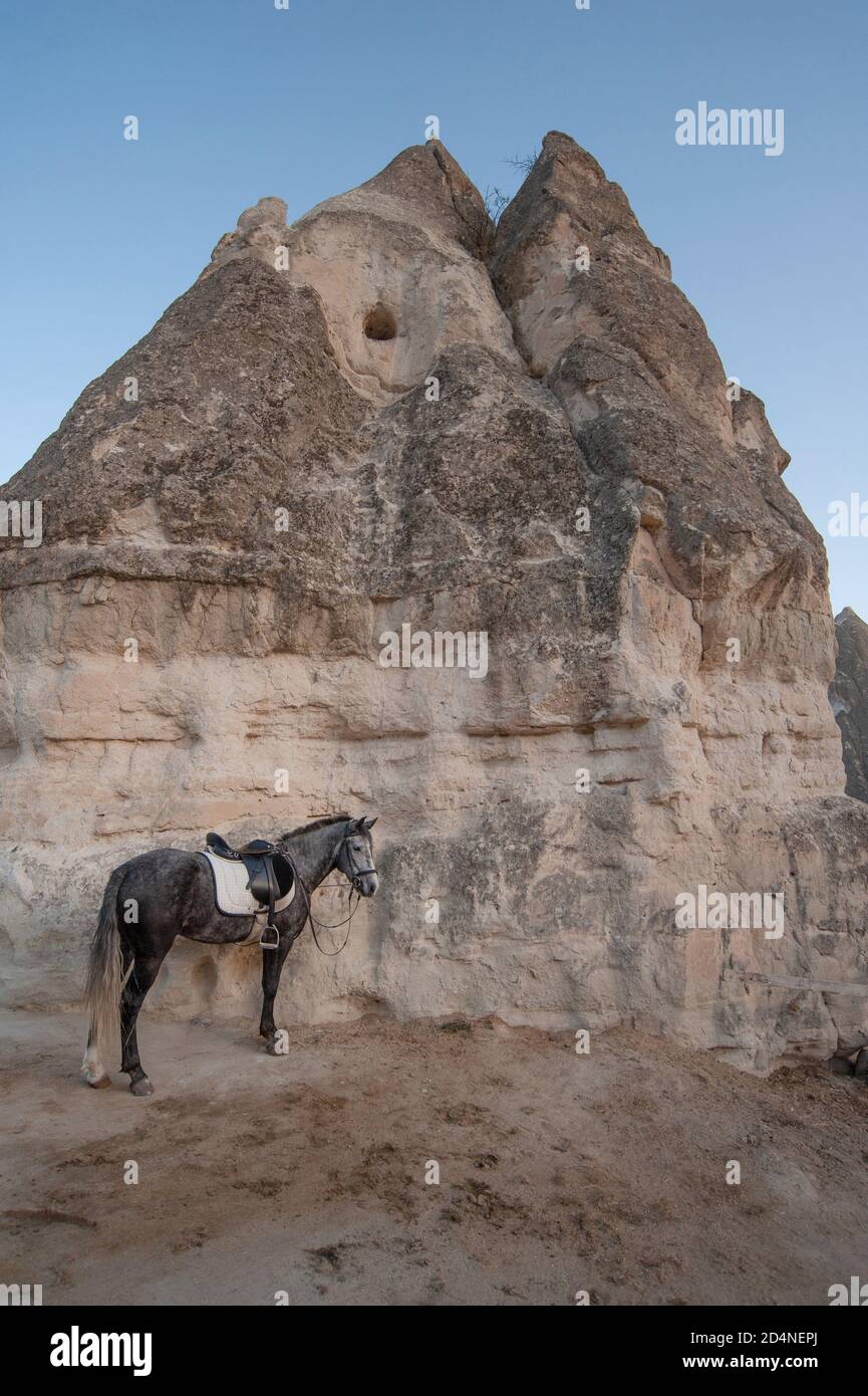 Kappadokien, Türkei. 8. November 2017 EIN Pferd, das an vulkanisches Gestein gebunden ist, auf der Lucky Horse Ranch, Goreme, Kappadokien, Türkei. Stockfoto