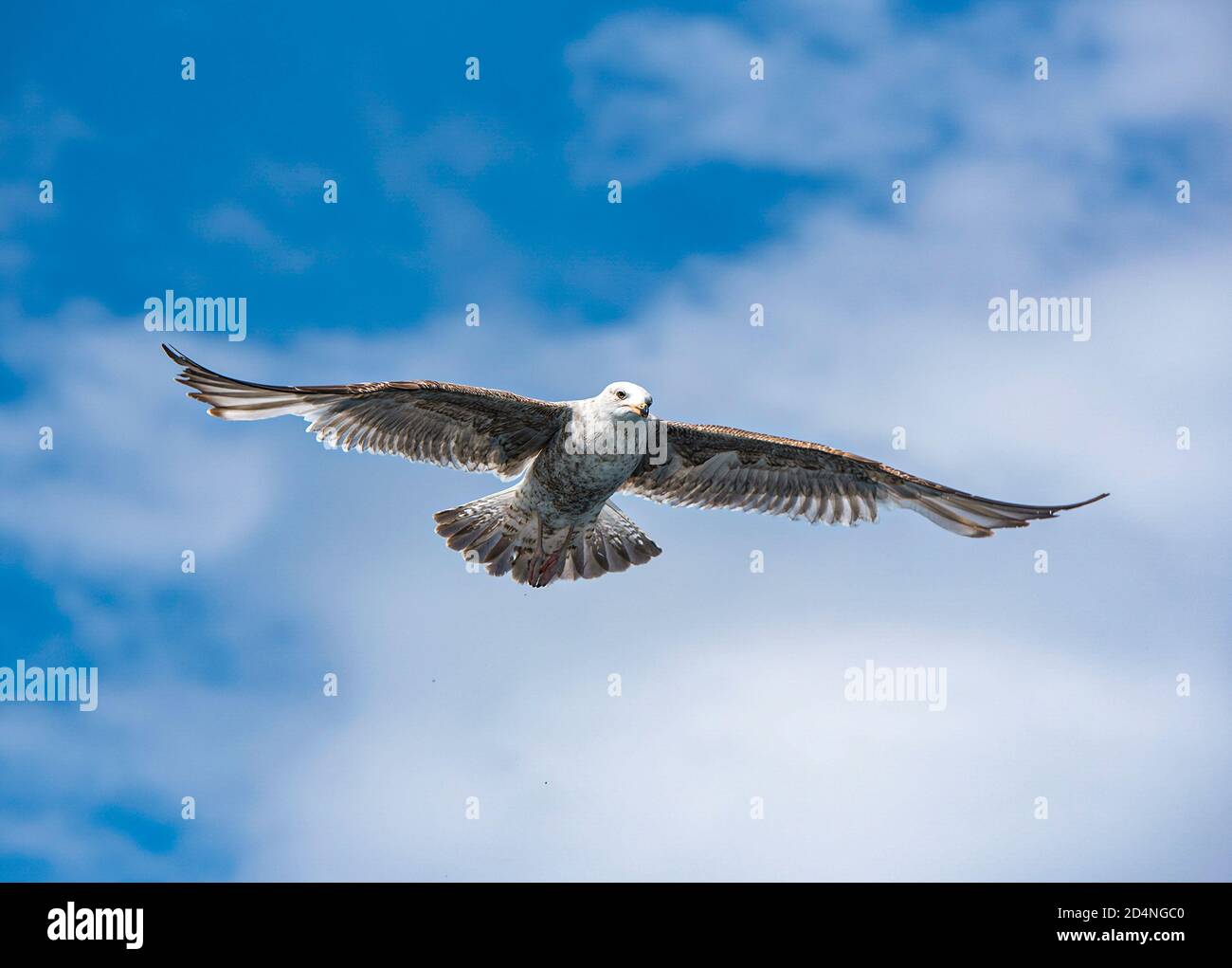 Immateur Hering Möwe treiben auf einer Sommerbrise. Stockfoto