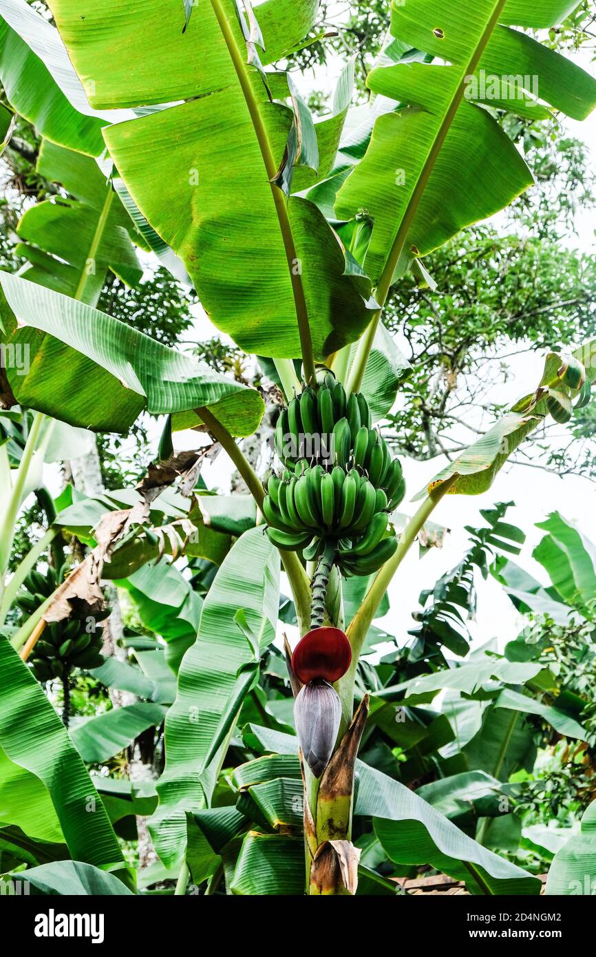 Grne tropische Bananen hngen von einer Banane musa Baum mit Riesige  Bltter Stockfotografie - Alamy