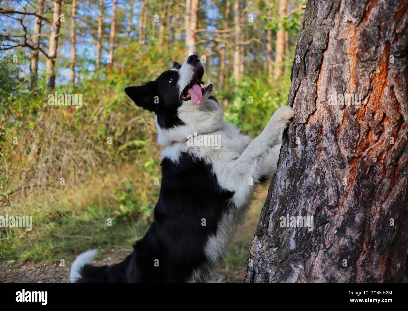 Liebenswert Border Collie mit Zunge aus springt mit seiner Pfote auf Baum Trunk während sonnigen Herbsttag. Niedlicher Schwarz-Weiß-Hund im Wald. Stockfoto