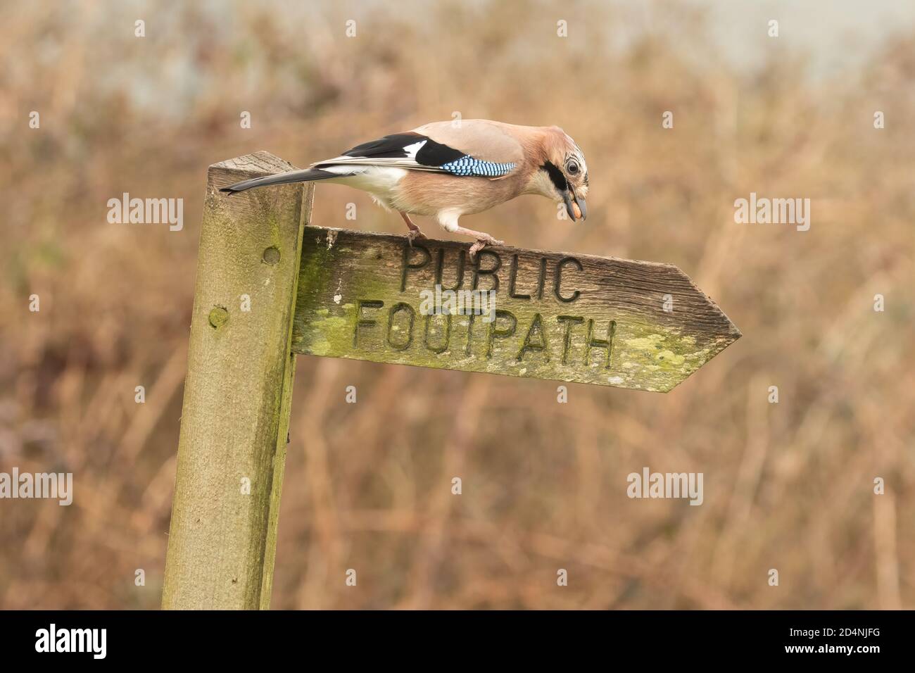 Nahaufnahme von Jay, Garrulus glandarius, - thront auf Holz öffentlichen Fußweg Schild sammeln Erdnüsse Stockfoto