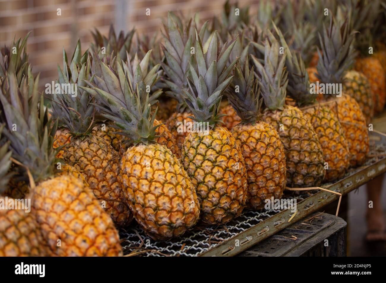 Gekippte, reife Ananas auf einem genetzten Regal Stockfoto