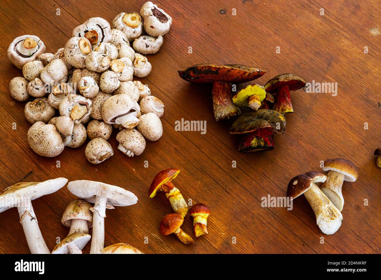 Verschiedene Pilze Stockfoto