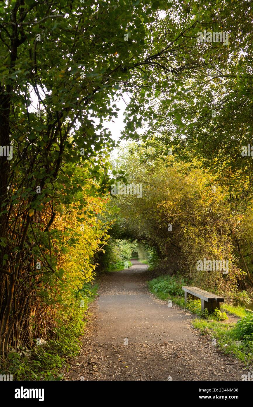 Tunnel von Bäumen mit grünen und orangefarbenen Blättern mit Pfad In der Abenddämmerung mit schönen Herbstschatten neben Bank Porträt Stockfoto