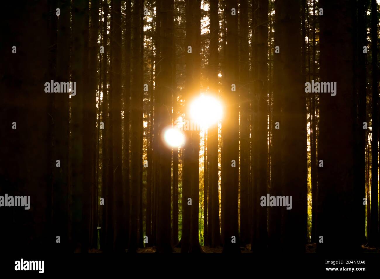 Das Sonnenlicht scheint durch die Waldbäume Stockfoto