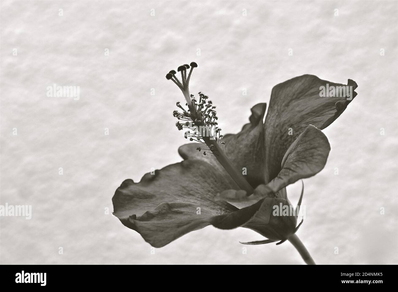 Seitenprofil des Anthers und der Zimmerei einer blühenden Blume isoliert auf weißem Hintergrund. Stockfoto