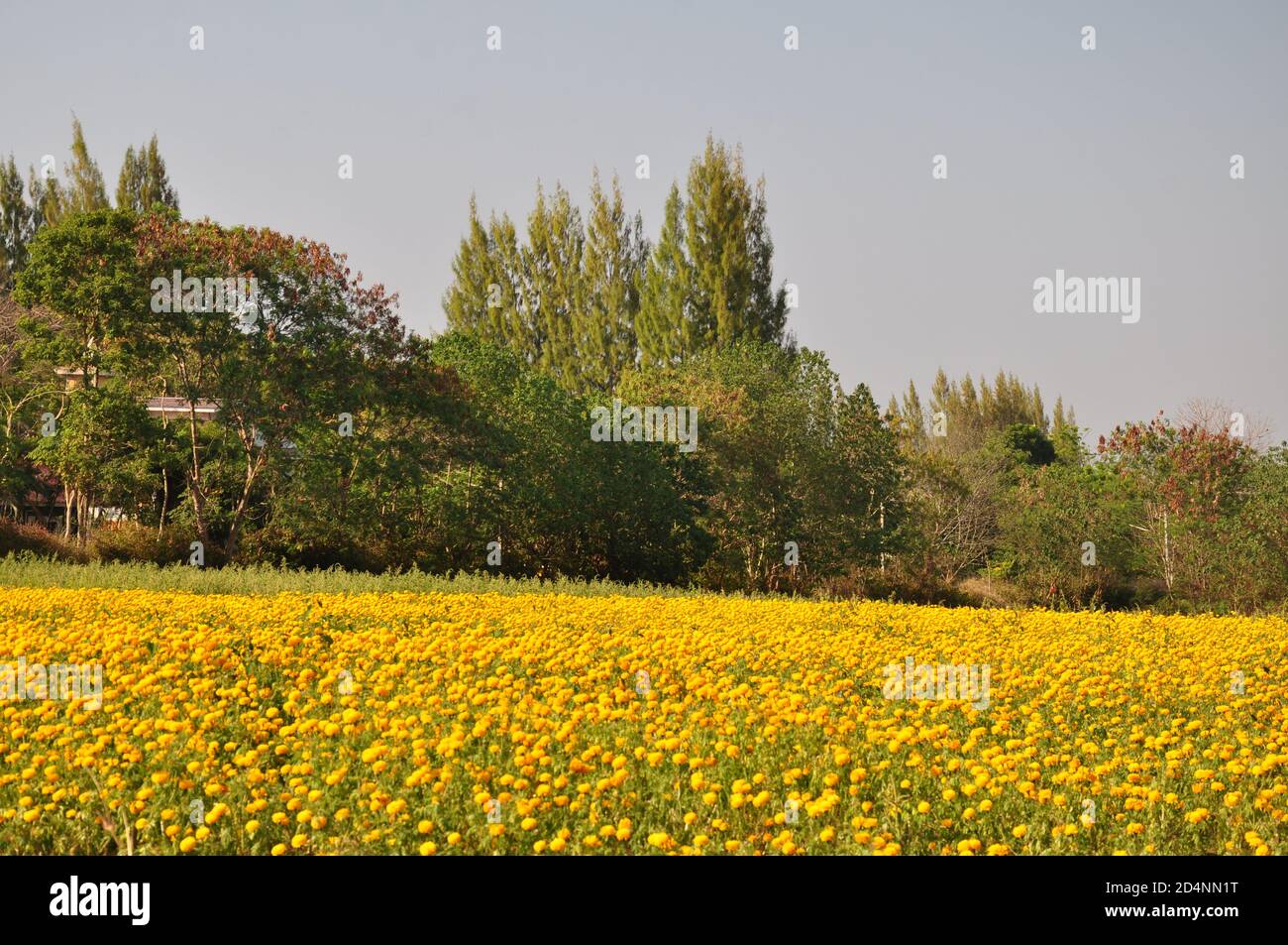 Ein Feld aus gelben und goldenen Ringelblumen vor dem Hintergrund von Pappelbäumen und einem lebhaften blauen Himmel. Stockfoto