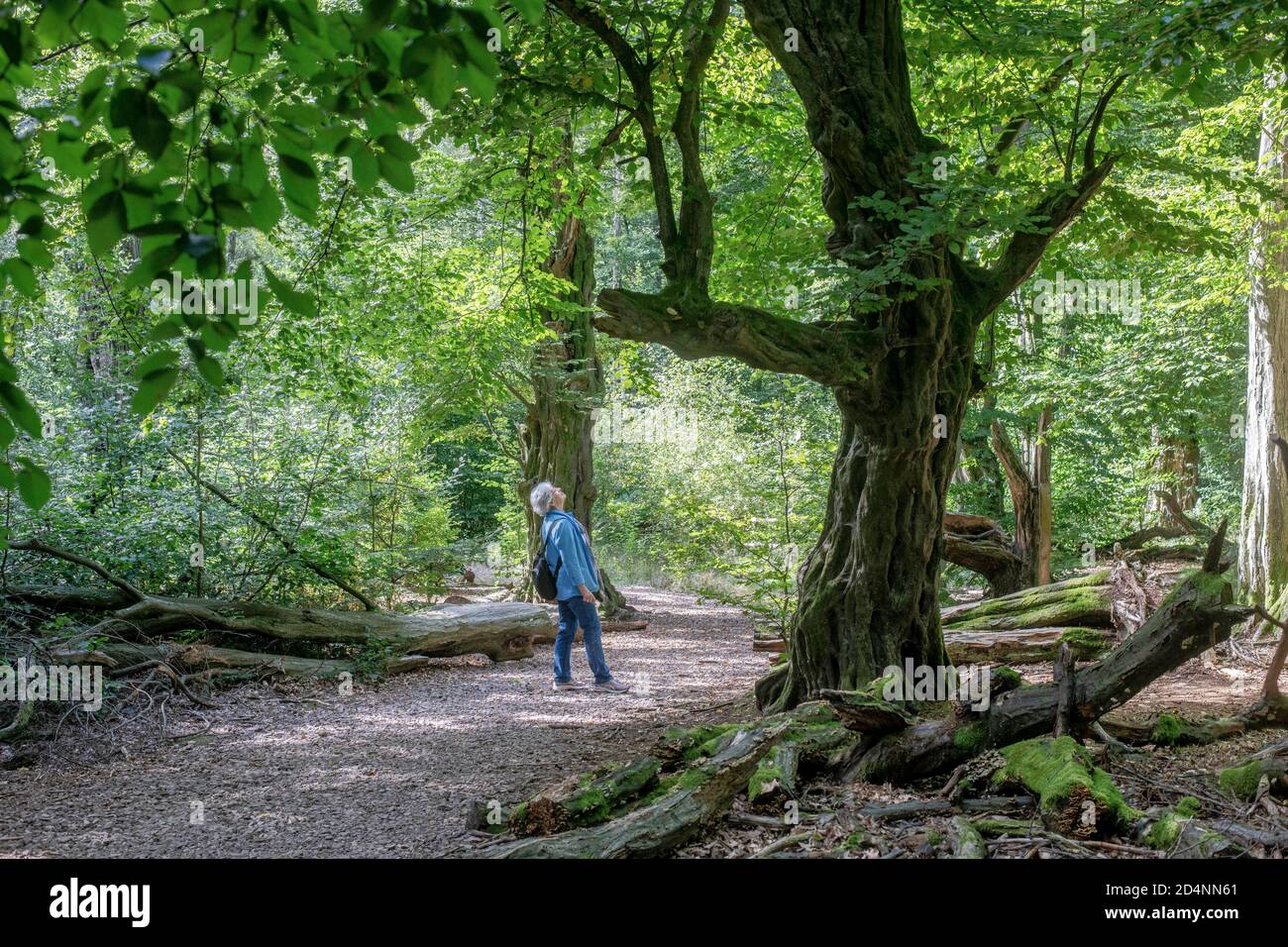 DEUTSCHLAND, Frau bewundert eine alte Buche in Reinhardswald, einem geschützten Waldreservat voller Mythen und Legenden Stockfoto
