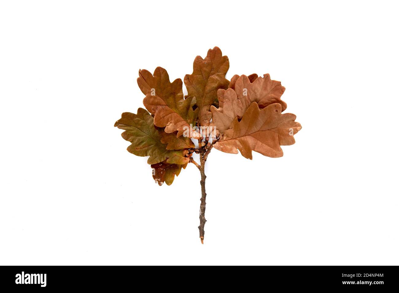 Herbst braun Zweig der Eiche Blatt isoliert auf weißem Hintergrund. Vorlage mockup Herbst, halloween, Ernte Danksagung Konzept. Flach liegend, Draufsicht, Kopie Stockfoto