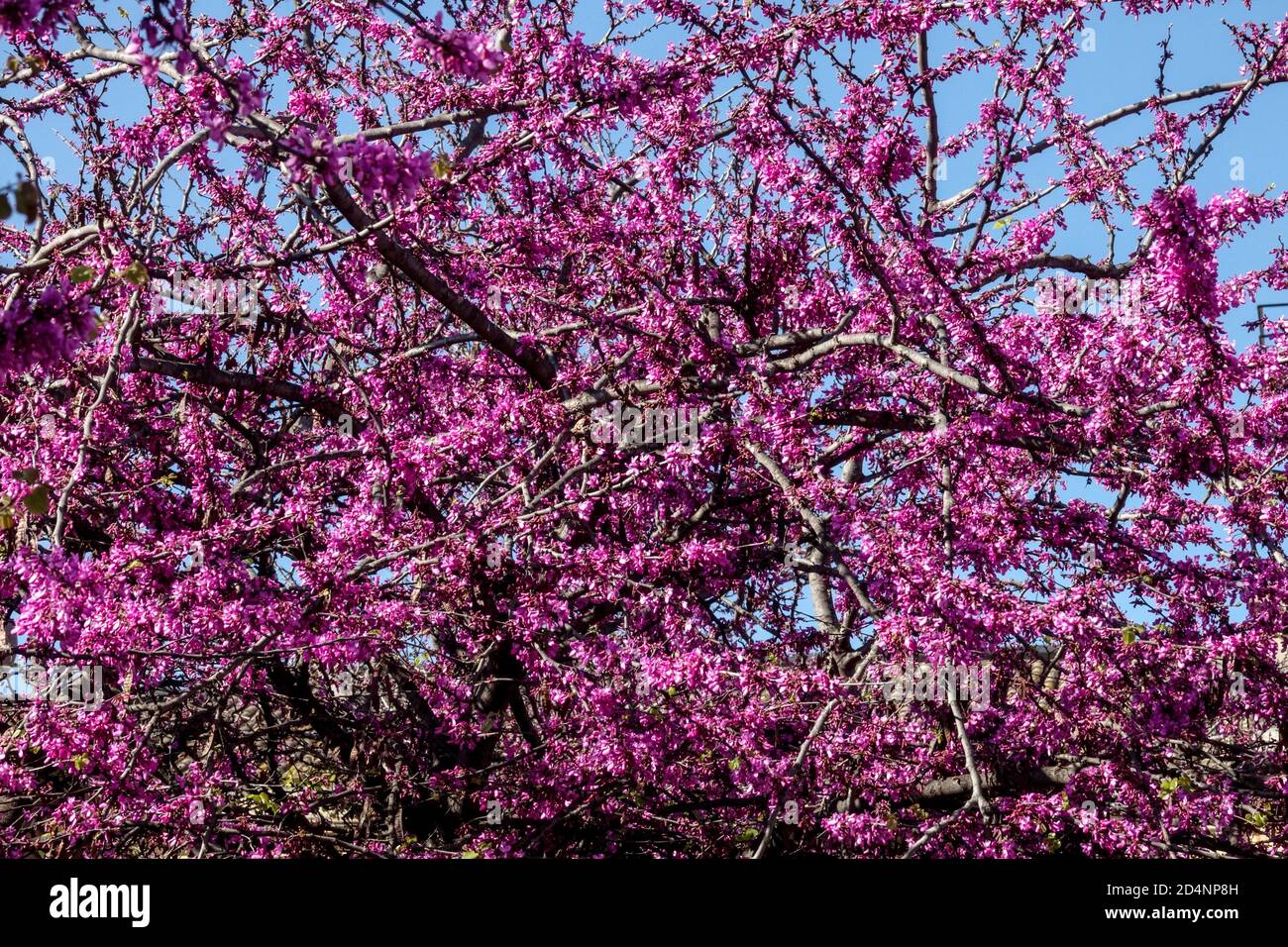 Frühling Lila Blumen Judas Baum Cercis siliquastrum blühende Sträucher Stockfoto