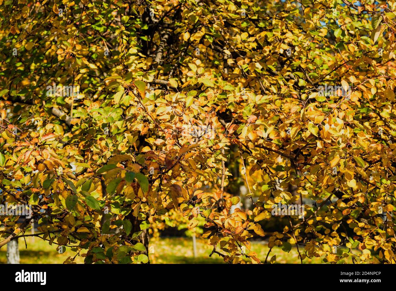 Zweige von Bäumen mit gelben Herbstblättern. Foto aufgenommen in Tscheljabinsk, Russland. Stockfoto