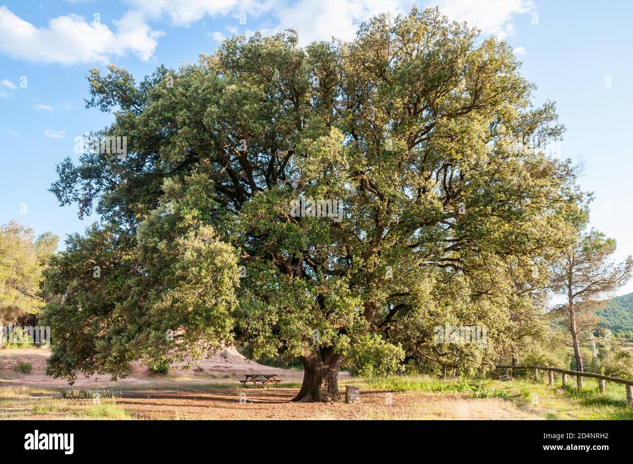 holly Eiche, Quercus ilex, Katalonien, Spanien Stockfoto