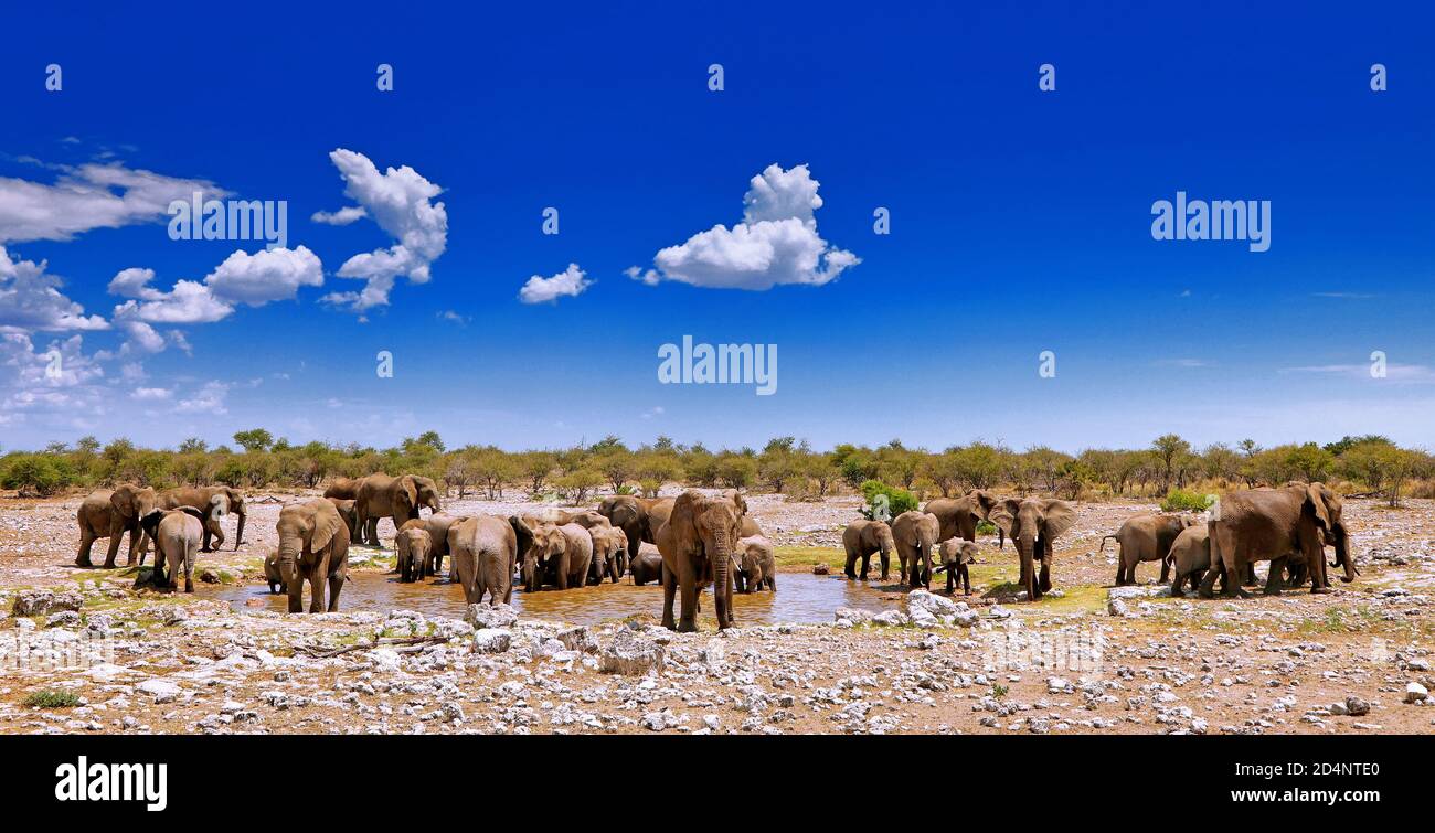 Elefanten am Wasserloch, Etosha National Park, Namibia, (Loxodonta Stockfoto