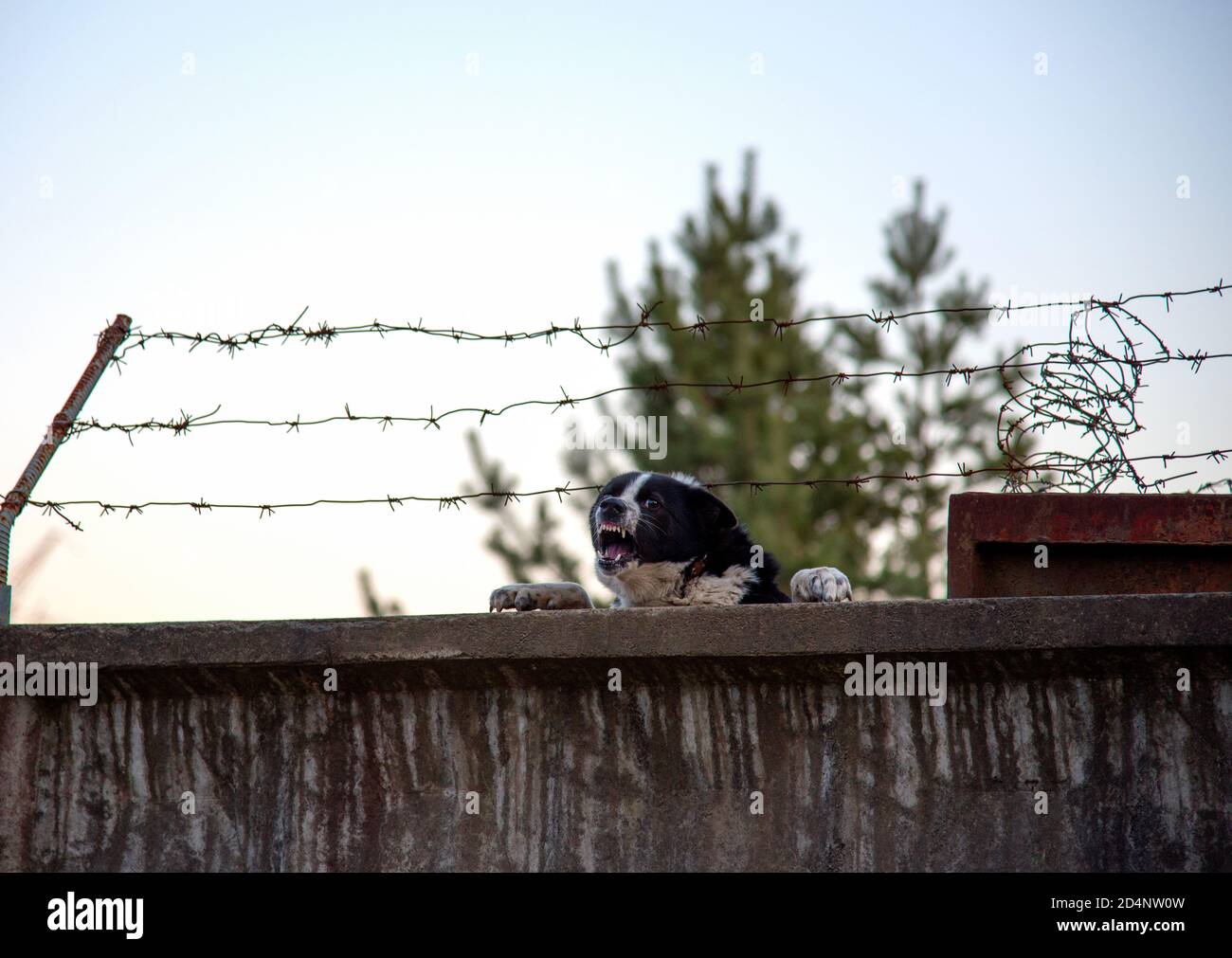 Aggressiver wütender Hund mit entblödeten Zähnen bellt hinter einem Zaun  mit Stacheldraht. Sehr Gefahr Hund bewacht das Gebiet Stockfotografie -  Alamy