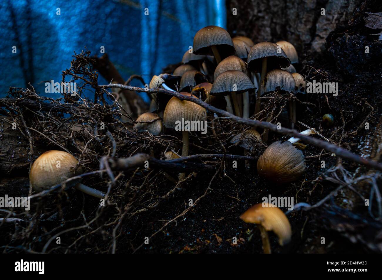 Nahaufnahme einer Gruppe von gemeinsamen Mica Cap Pilzen auf Ein entwurzelter Baumstamm Stockfoto