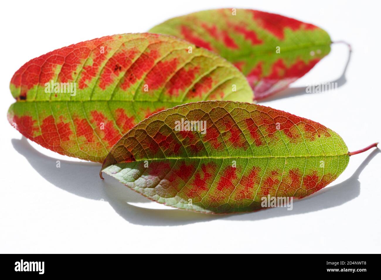 Grün gefallene Blätter mit roten Flecken liegen auf weißem Hintergrund. Drei herbstlich bunte Blätter aus nächster Nähe. Dekoration in der Herbstsaison Stockfoto