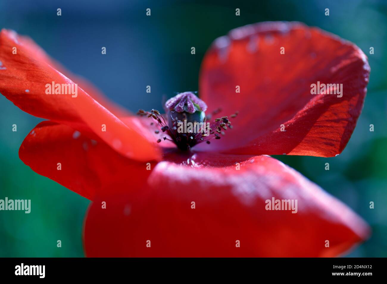 Rote Mohnblume. Geöffnete Blütenblätter eines blühenden Mohnes mit Staubgefäßen und einem Mohnkopf. Blau-grün verschwommener natürlicher Hintergrund. Makrofotografie Stockfoto