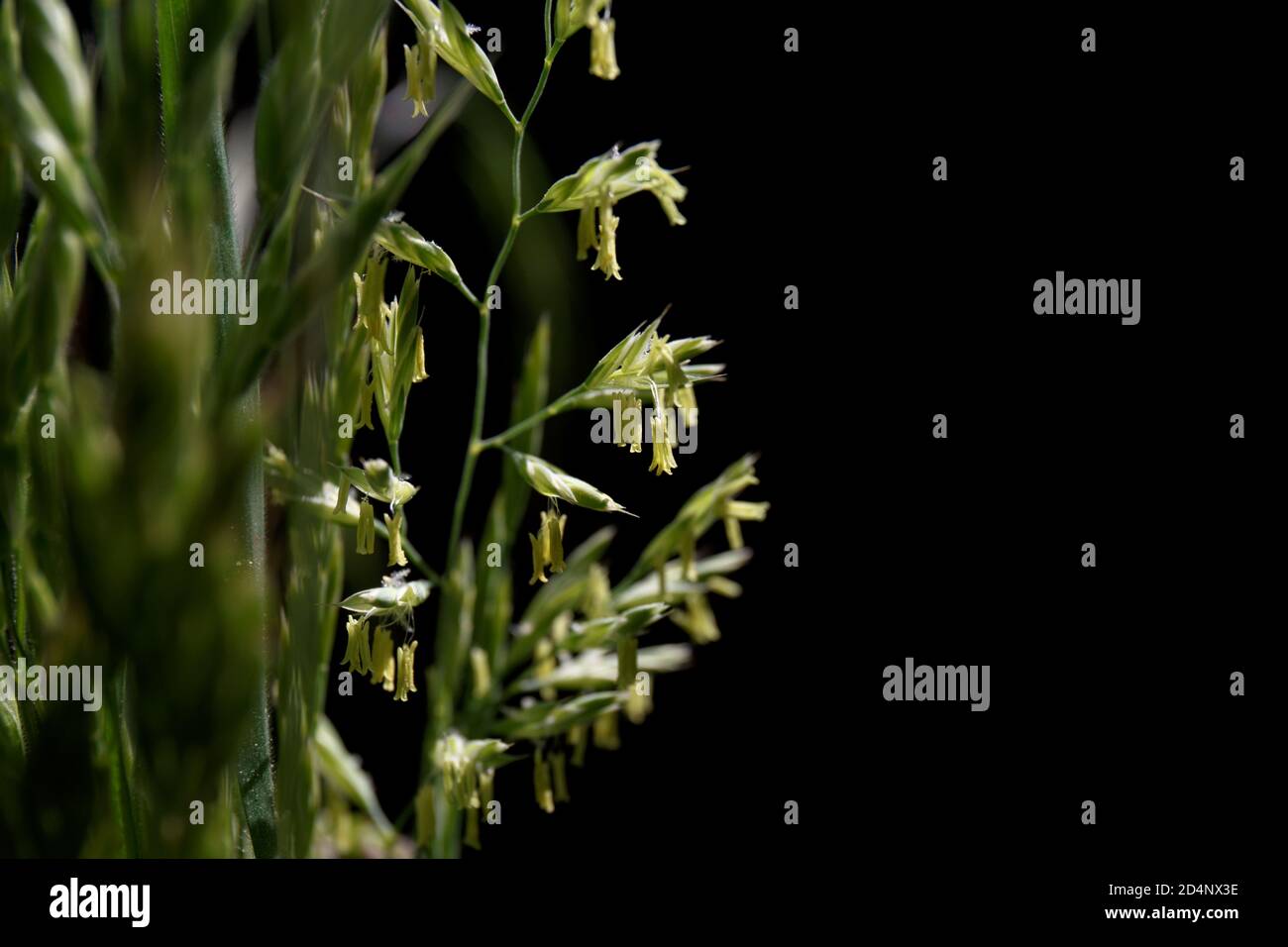 Festuca pratensis. Blühendes Gras mit Samen auf schwarzem Hintergrund. Nahaufnahme. Selektiver Fokus Stockfoto