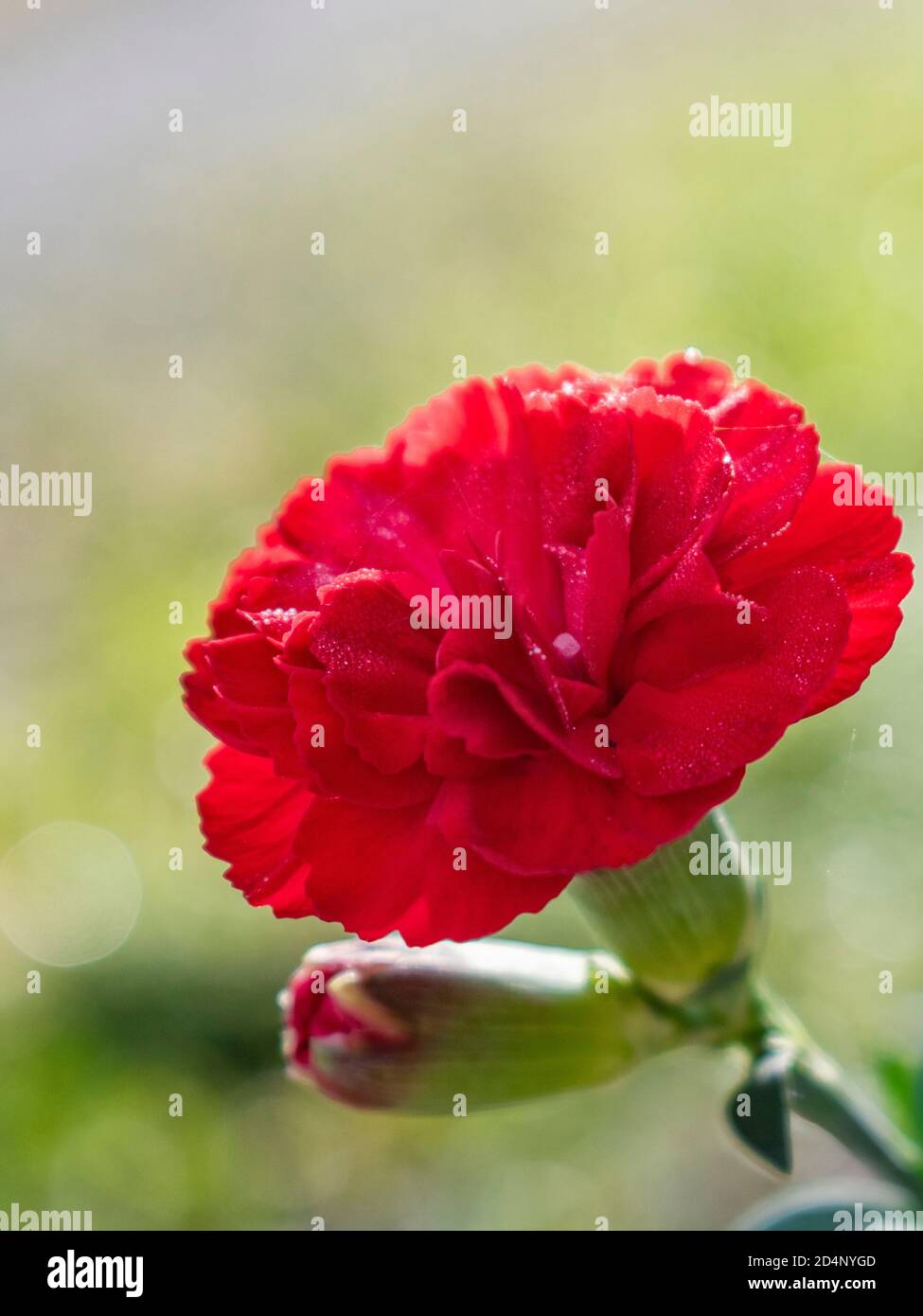 Nahaufnahme der roten Nelkenblume, Dianthus caryophyllus Stockfoto