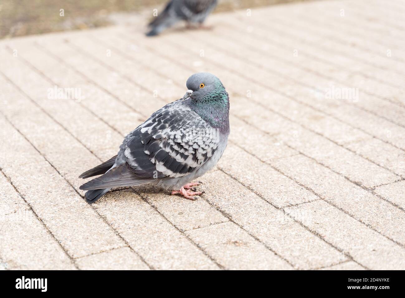 Graue Taube aus nächster Nähe. Der Kopf des Vogels wird zurückgedreht Stockfoto