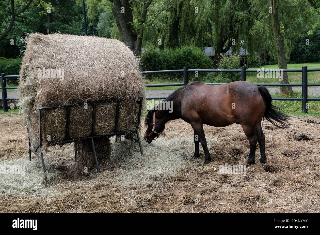 Walbrzych, Polen - 15. Juli 2020: Pferde im Dworzysko Komplex. Restaurierter Bauernhof aus dem 19. Jahrhundert im rustikalen Stil am Fuße des Berges Chelmiec Stockfoto