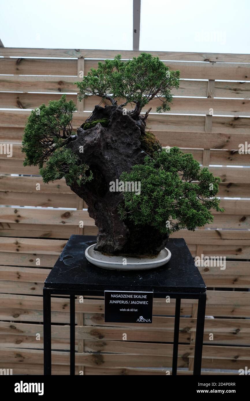 Walbrzych, Polen - 18. Juli 2020: Der Bonsai-Baum, Wacholder.  Steinpflanzen, Deckel etwa 60 Jahre Stockfotografie - Alamy