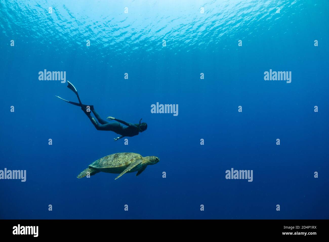 Eine weibliche Freitaucherin schwimmend mit einer Meeresschildkröte in einem blauen Ozean. Stockfoto