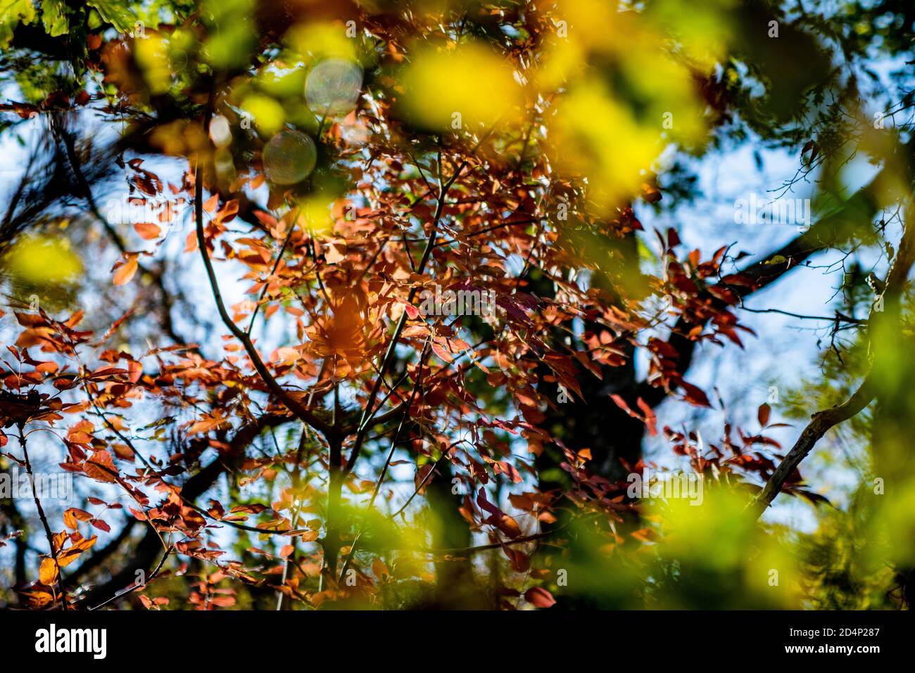 Herbstzweige mit bunten Blättern und mildem warmen Licht Stockfoto