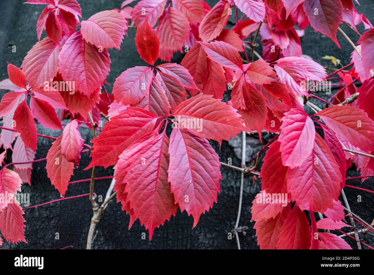 Hintergrund der bunten wilden Traube Herbstblätter. Stockfoto