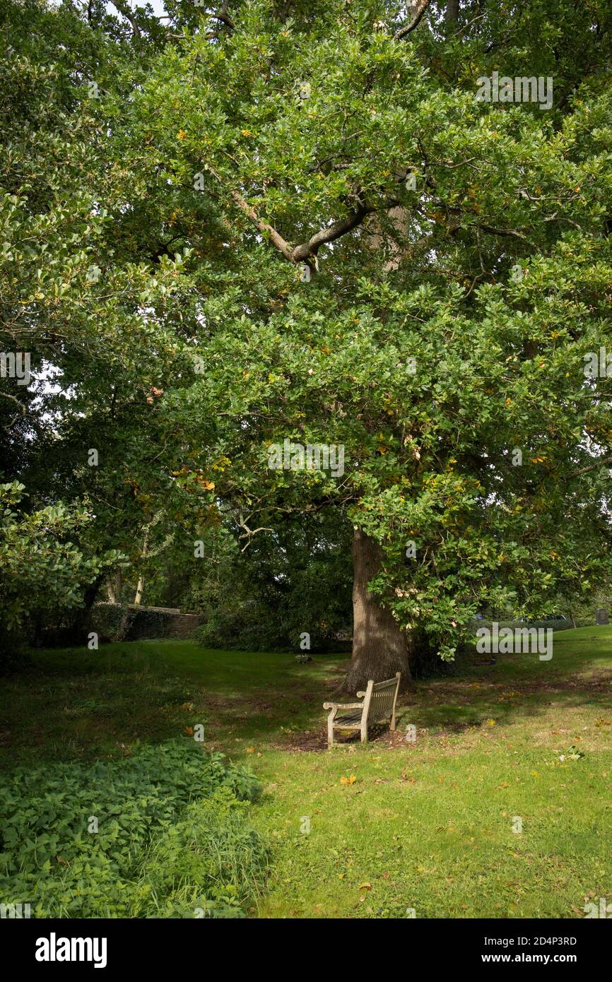 Eine Churchyard Bank unter einer Eiche Stockfoto