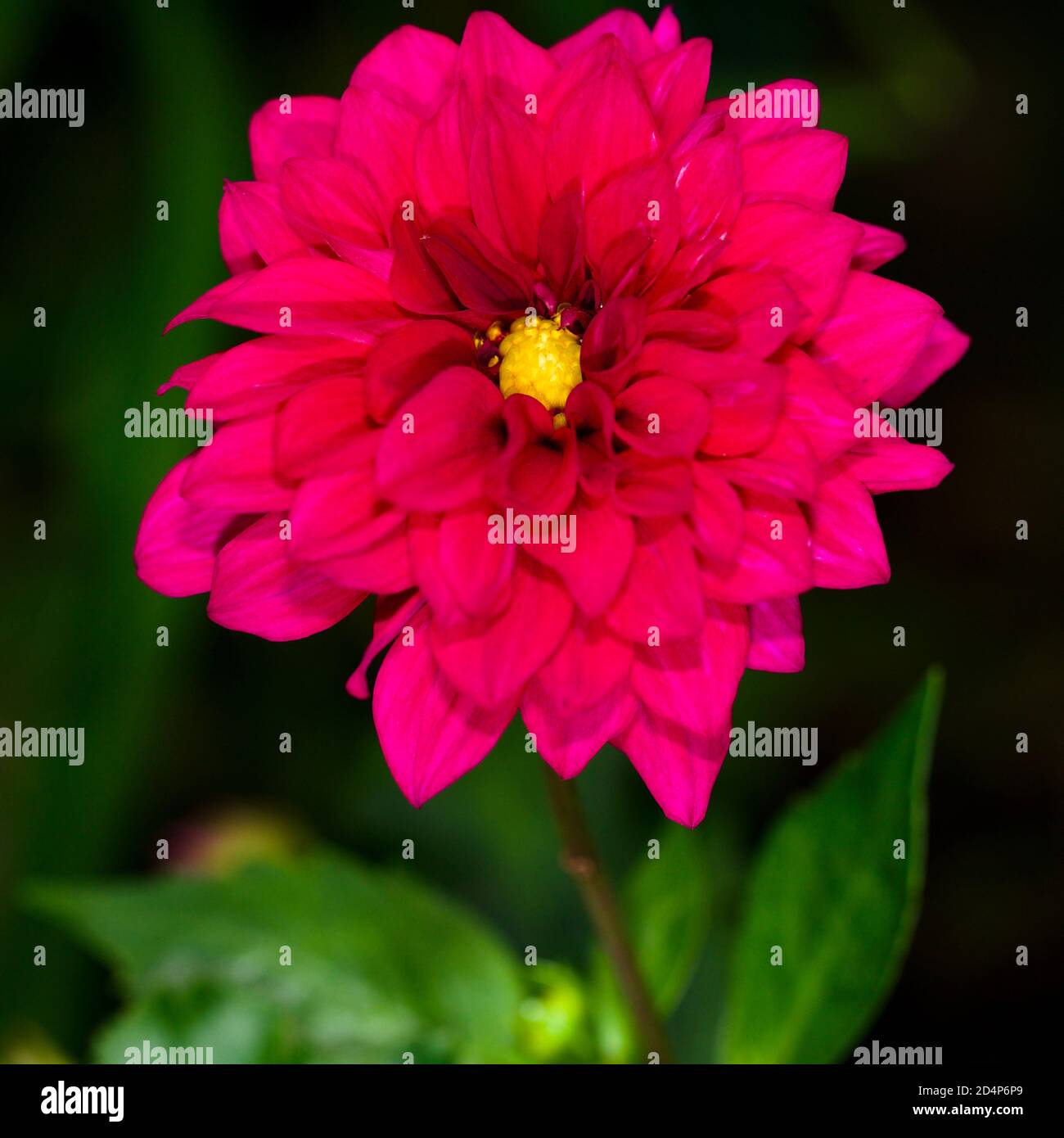 Dahlie Blume Stockfoto