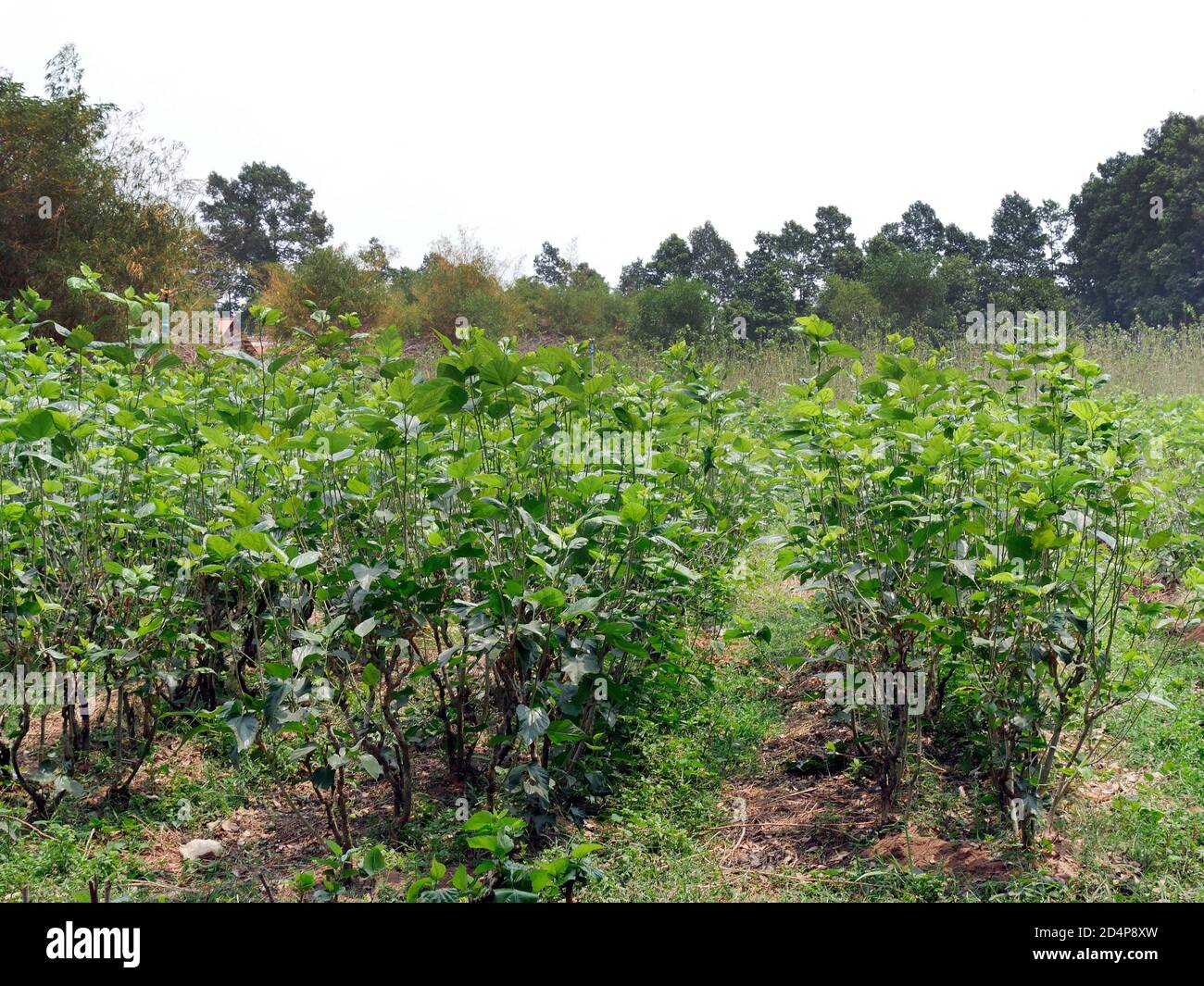 Maulbeerplantage, morus alba, Seam Reap Provinz, Handwerk, Seidenarbeit, Seidenraupenzucht, Kambodscha Stockfoto