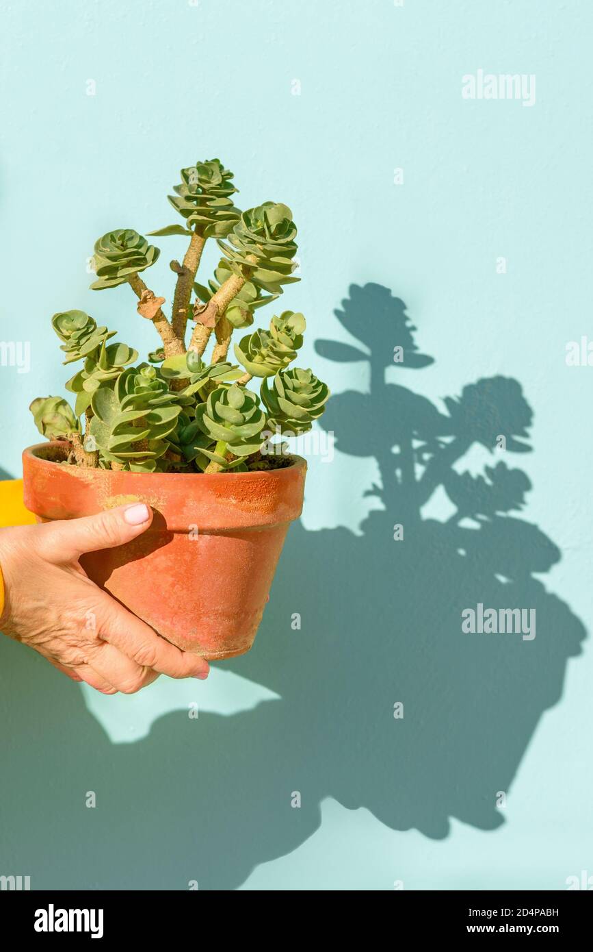 Ältere Frau Hände Halten Blumentopf Mit Sukkulenten Pflanze Auf Blauem Hintergrund. Sonnenlicht Fällt Auf Die Hände Und Erzeugt Schatten Von Der Pflanze In Der Wand. Stockfoto
