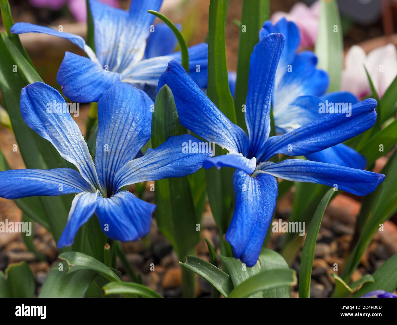 Nahaufnahme von hübschen kleinen chilenischen blauen Krokusblüten, Tecophilaea cyanocrocus violacea Stockfoto