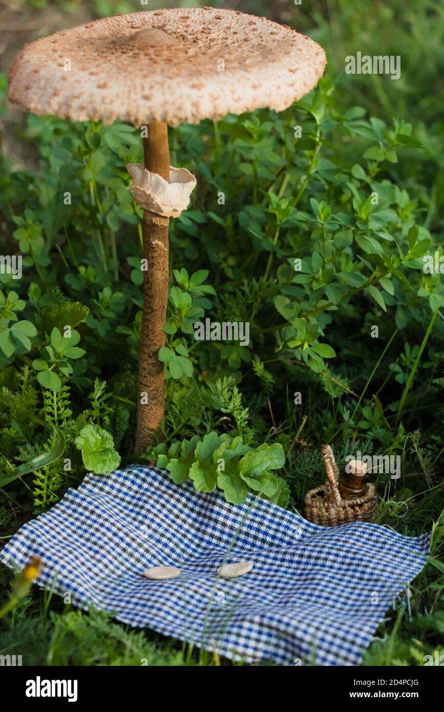 Miniatur-Picknick-Blatt unter einem Sonnenschirm Pilz gelegt (Macrolepiota procera) Stockfoto
